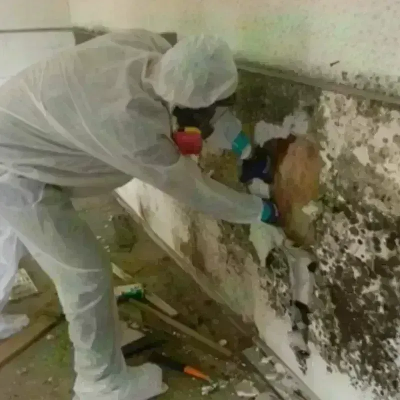 Mold Remediation and Removal in Miller County, GA